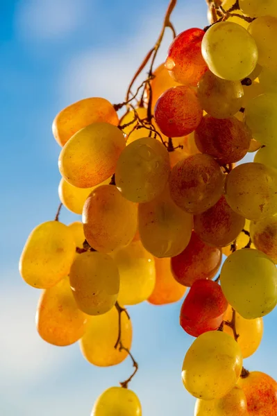 As uvas podem ser comidas frescas como uvas de mesa ou podem ser utilizadas — Fotografia de Stock