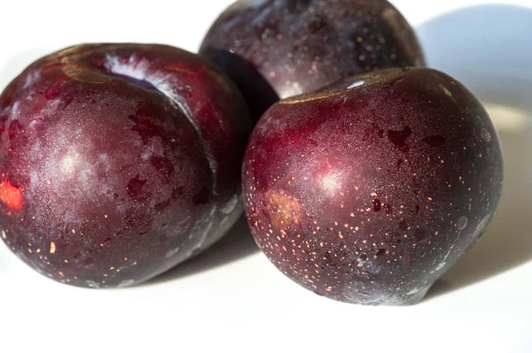 Ameixa Árvore de frutas com pequenas frutas comestíveis suculentas, que têm um lar — Fotografia de Stock