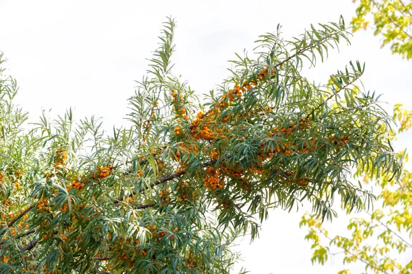 Olivello spinoso. Diverse parti di olivello spinoso sono stati utilizzati un — Foto Stock