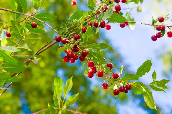 Cereja nos ramos de uma árvore. uma pequena, redonda fru pedra — Fotografia de Stock