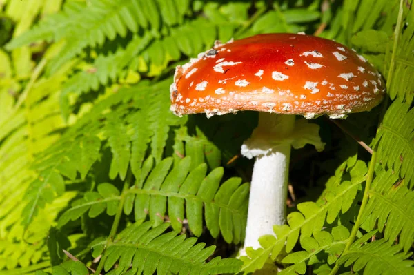Herfst fotografie, Paddestoelen Latin Fungi of Mycota is een rijk o — Stockfoto