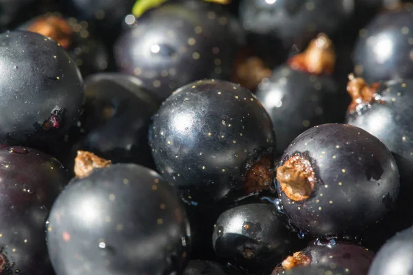 黑醋栗黑醋栗黑莓 维生素C和多酚 — 图库照片