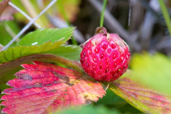 Summer photography of macro photography, strawberry wildlife. sw