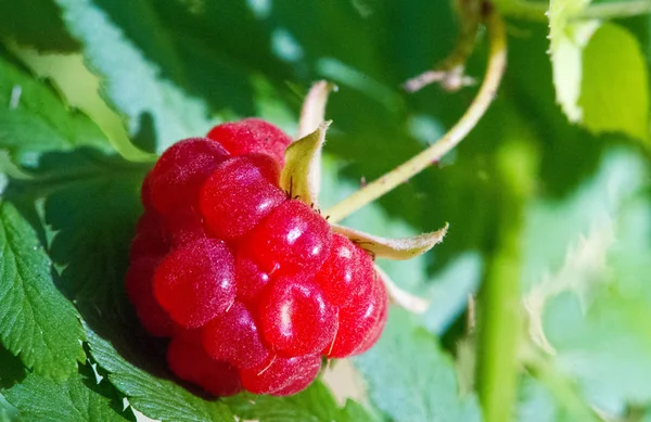 Фотография с фотографией ягоды. Rubus idaeus raspberry, als — стоковое фото