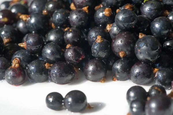 Groselha preta, groselha preta, amora. vitamina C e polifeno — Fotografia de Stock