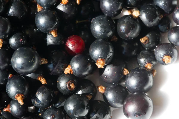 Чорна смородина, чорна смородина, ожина. вітамін С і поліфенон — стокове фото