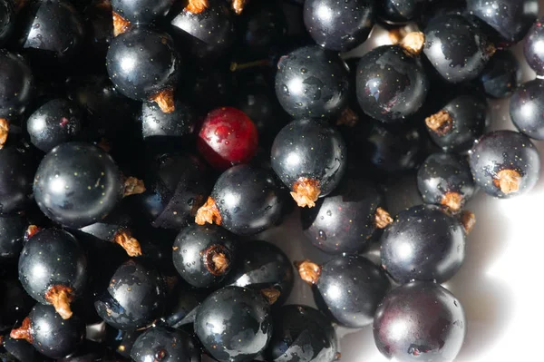 Černý rybíz, černý rybíz, ostružina. vitamín C a polyfenol — Stock fotografie