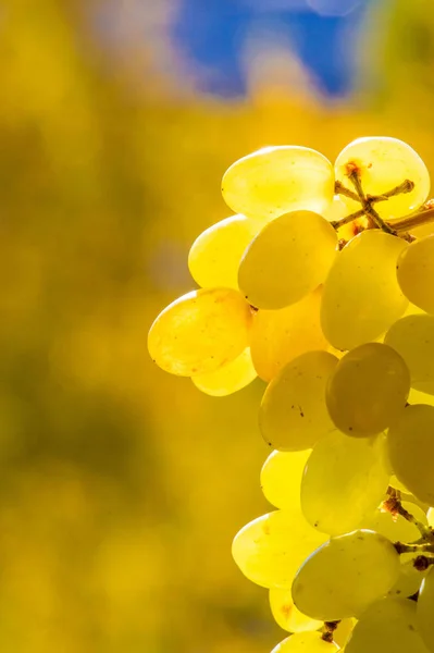 Las uvas se pueden comer frescas como uvas de mesa o se pueden utilizar para —  Fotos de Stock