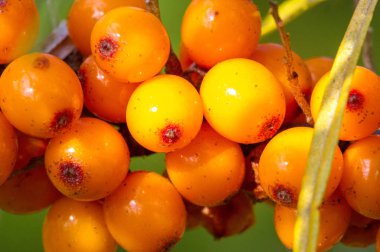 Deniz dikenleri. Deniz dikenlerinin farklı kısımları...