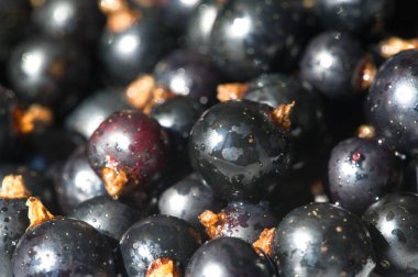 Frenk üzümü, kuşüzümü, böğürtlen. C vitamini ve polifeno