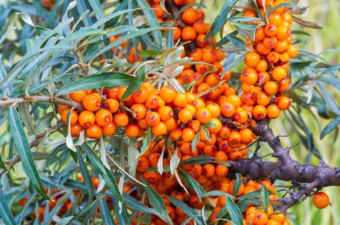 Deniz dikenleri. Deniz dikenlerinin farklı kısımları...