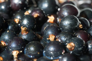 Frenk üzümü, kuşüzümü, böğürtlen. C vitamini ve polifeno