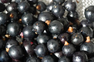 Frenk üzümü, kuşüzümü, böğürtlen. C vitamini ve polifeno