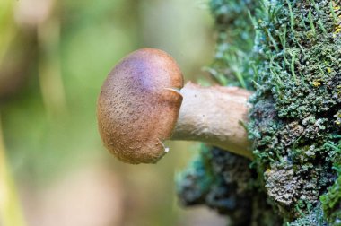 Sonbahar fotoğrafçılığı, Mantarlar Latin Mantarlar veya Mycota bir diyardır.