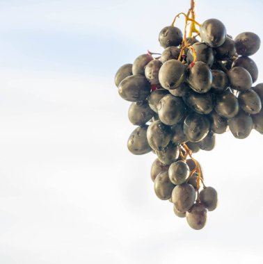 Üzümler masa üzümü gibi taze yenebilir ya da onlar için kullanılabilir.