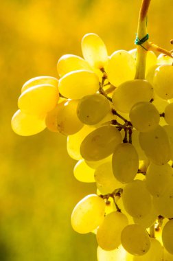 Üzümler masa üzümü gibi taze yenebilir ya da onlar için kullanılabilir.