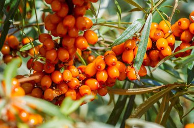 Deniz dikenleri. Deniz dikenlerinin farklı kısımları...