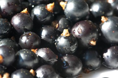 Frenk üzümü, kuşüzümü, böğürtlen. C vitamini ve polifeno