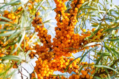Deniz dikenleri. Deniz dikenlerinin farklı kısımları...