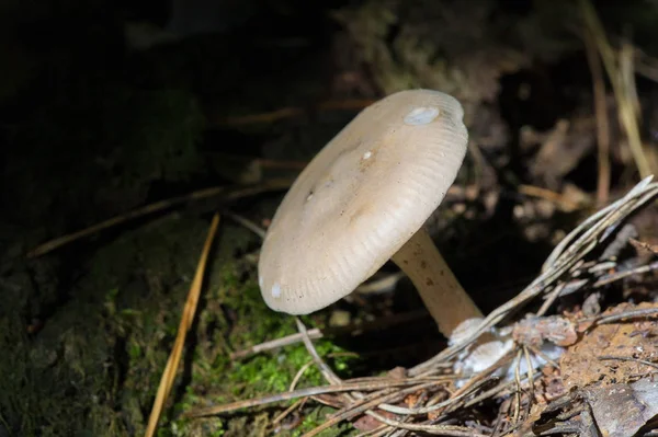 Höstfotografi, Svamp Latin Svamp eller Mycota är ett rike o — Stockfoto