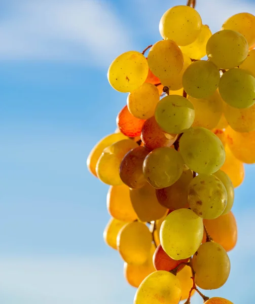 As uvas podem ser comidas frescas como uvas de mesa ou podem ser utilizadas — Fotografia de Stock