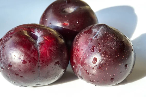 Ameixa Árvore de frutas com pequenas frutas comestíveis suculentas, que têm um lar — Fotografia de Stock