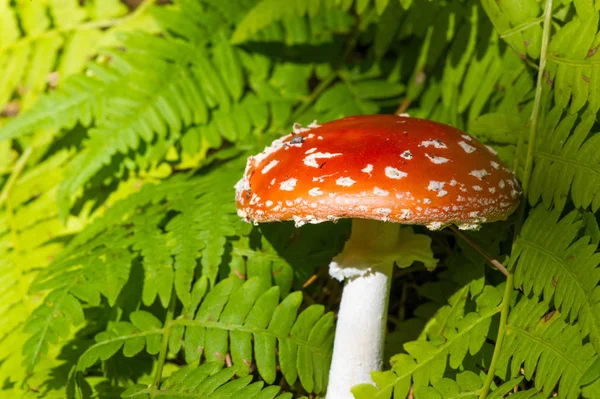 Fotos de outono, Cogumelos Latin Fungi ou Mycota é um reino o — Fotografia de Stock