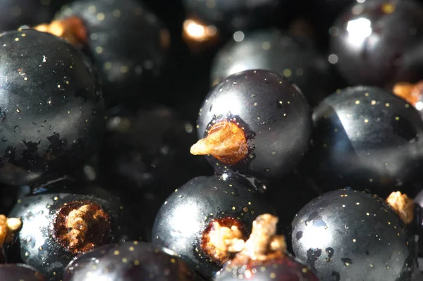 Černý rybíz, černý rybíz, ostružina. vitamín C a polyfenol — Stock fotografie