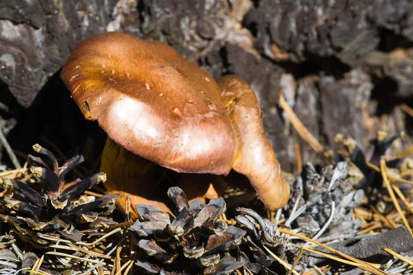 Autumn photography, Mushrooms Latin Fungi or Mycota is a realm o — Stock Photo, Image