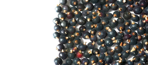 Svarta vinbär, svarta vinbär, björnbär. C-vitamin och polyfeno — Stockfoto