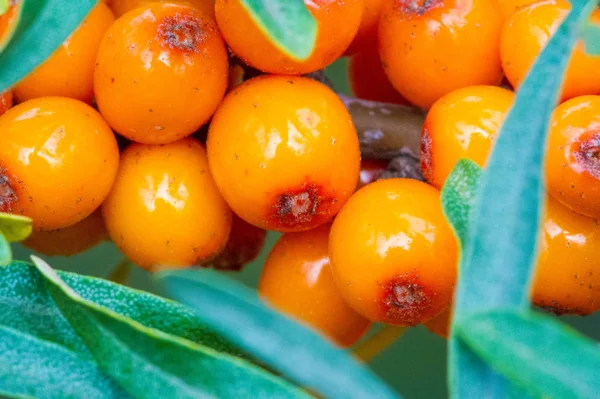 Sea buckthorn. Different parts of sea buckthorn have been used a — Stock Photo, Image