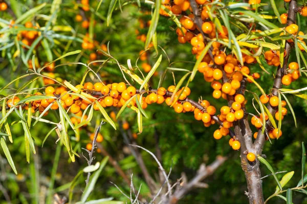 Sea buckthorn. Different parts of sea buckthorn have been used a — Stock Photo, Image