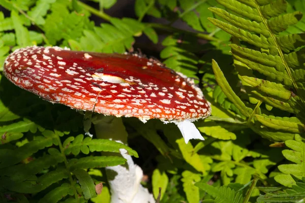Fotos de outono, Cogumelos Latin Fungi ou Mycota é um reino o — Fotografia de Stock