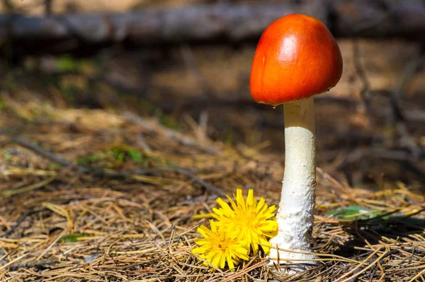 Otoño fotografía, Setas Latin Fungi o Mycota es un reino o — Foto de Stock