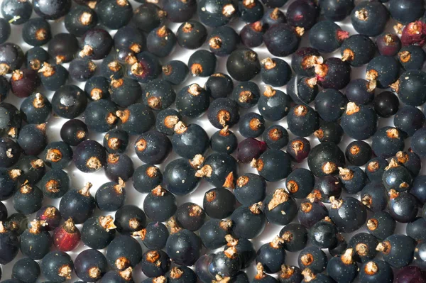 Grosella negra, grosella negra, mora. vitamina C y polifeno — Foto de Stock