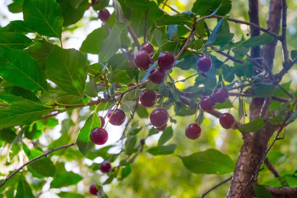 La baya de cereza en las ramas de un árbol. una pequeña piedra redonda fru — Foto de Stock