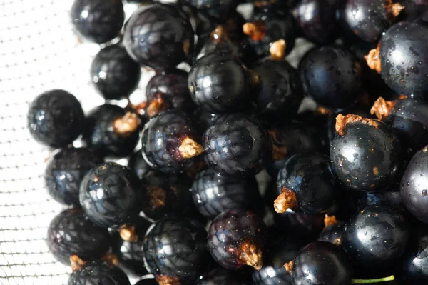 Groselha preta, groselha preta, amora. vitamina C e polifeno — Fotografia de Stock