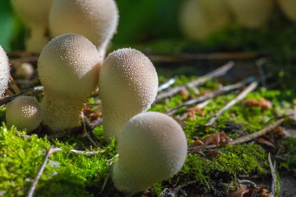 Autumn photography, Mushrooms Latin Fungi or Mycota is a realm o — Stock Photo, Image