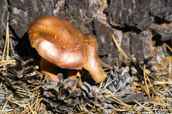 Осенняя фотография, грибы Латинские грибы или Mycota является царством о — стоковое фото