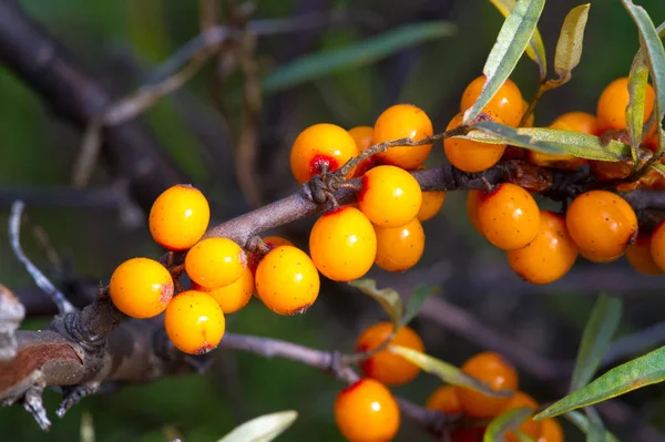 Olivello spinoso. Diverse parti di olivello spinoso sono stati utilizzati un — Foto Stock