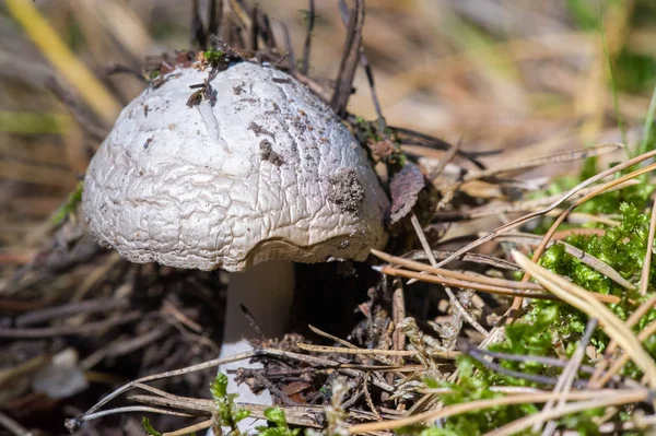 Fotos de outono, Cogumelos Latin Fungi ou Mycota é um reino o — Fotografia de Stock