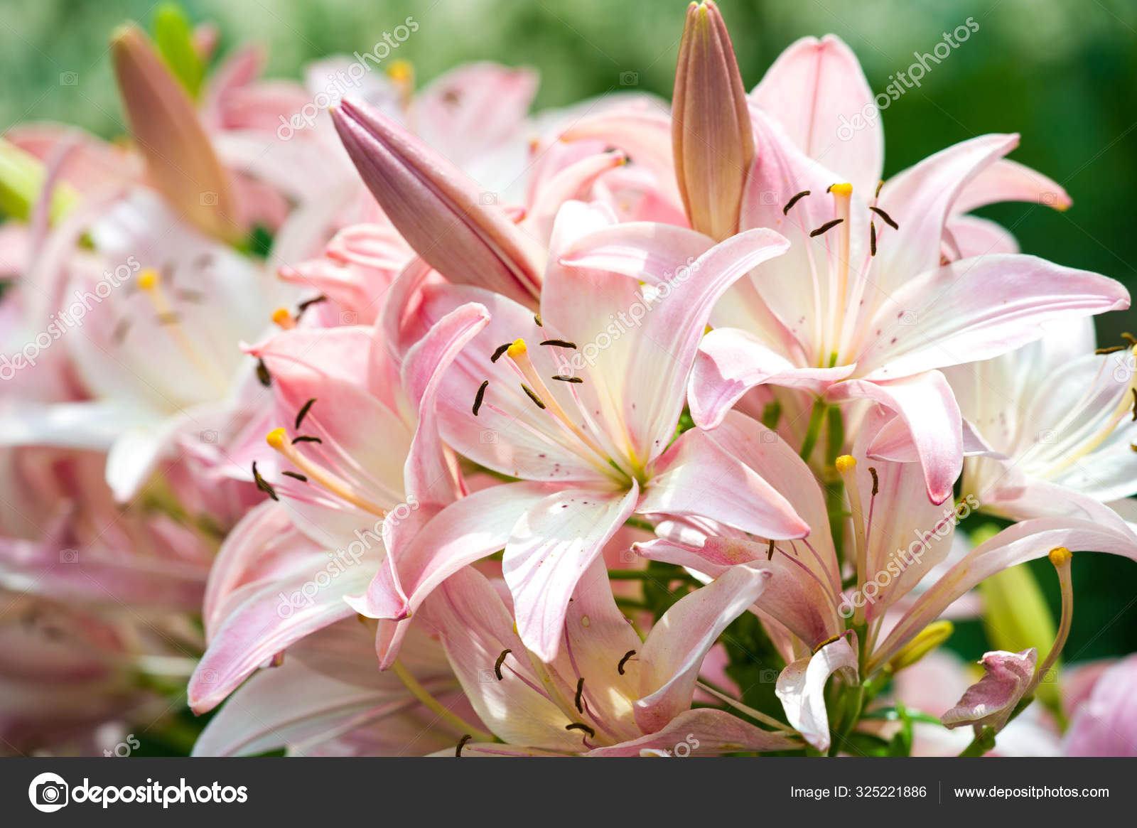 Lilies Lilium Lily Flowers Large Often Fragrant Presented Wide Range Stock  Photo by ©ekina1 325221886