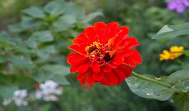 Zinyalar genellikle Kuzey Amerika 'da yetişen yıllık bitki, çalı ve çalılardır, Zinyalar beyaz, yeşilimsi sarı, turuncu, kırmızı, mor veya leylak rengi olabilir..