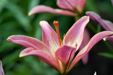 Zambak zambakları Lily - Çiçekler büyük, genellikle hoş kokulu ve beyaz, sarı, portakal, pembe, kırmızı ve mor gibi çok çeşitli renklerde sunulurlar. İşaretleme noktalar ve fırça darbelerini içerir.