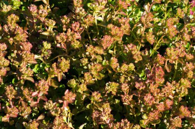 Sedum telephium, sıklıkla Hylotelephium, orpine, livelong, kurbağa midesi, arping Johnny, sonsuz yaşam, yaz ortası adamları, Yetim John, cadının para çantası