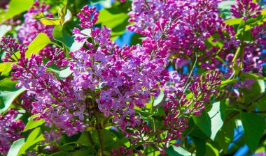 Zeytin familyasına ait ağaçlık alanlarda yetişen ve güneydoğu Avrupa 'dan doğu Asya' ya kadar ovalanan ve daha ılıman bölgelerde yaygın ve yaygın olarak yetiştirilen leylak yapraklı yapraklı şırınga türleri.