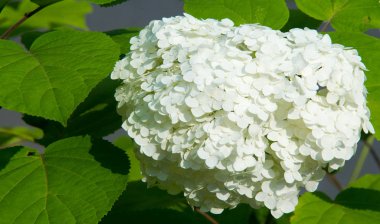 Viburum opulus var steril Boule de neige 'in Avrupa kızılcık çalısı. Hanımeli ailesinin bir çalısı. Yuvarlak beyaz çiçek kümeleri onu kırmızı böğürtlen takip ediyor..