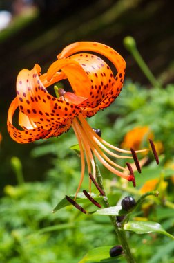 Lilium lancifolium, Çin, Japonya, Kore ve Rusya 'nın uzak doğusunda yetişen bir Asya zambak türüdür. Kuzey Amerika 'da olduğu sanılıyor. Özellikle de New England' da.