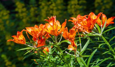 Lilium, otçul çiçekli bir bitki cinsidir ve hepsinde de büyük belirgin çiçekler bulunur. Zambaklar, dünyanın çoğunda kültürde önemli olan çiçek açan bir bitki grubudur..