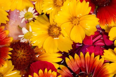 Tarla ve çayır çiçekleri koparılmış, suda fotoğraflanmış. Kırık yaprakların parlak renkleri